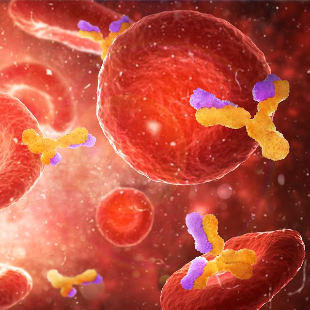 This illustration depicts antibodies in blood