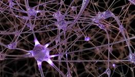 network of neuron cells in brain
