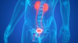 kidney and bladder diagram