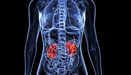 xray diagram of kidneys