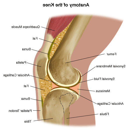 illustrated anatomy of the knee