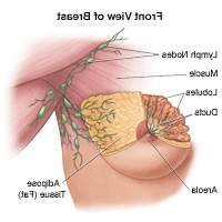 女性乳房的解剖图，正面
