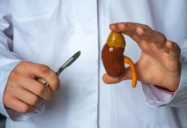 Doctor with a scalpel pointing to a model of a kidney