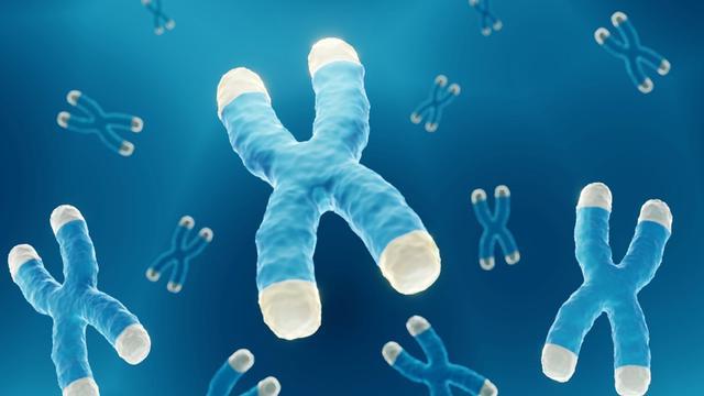 Long telomeres