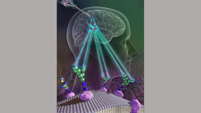图示绿色甘露糖分子附着在干细胞表面, 人类头部的图示和追踪大脑干细胞治疗的潜在方法.