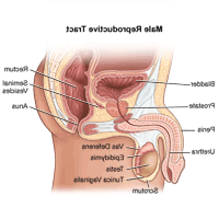 Illustration of the anatomy of the male reproductive tract